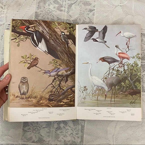 A Natural History of American Birds